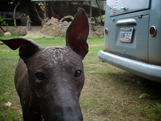 PE Hairless Dogs